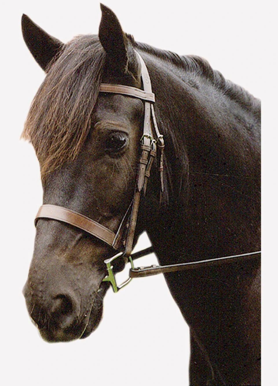 Sabre Eton Snaffle Bridle - Havana 3 Sabre Eton Snaffle Bridle - Havana