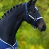 Rambo Grand Prix Headcollar - Navy/Blue -Equestrian Sale Store fm 2014 05 09 10 12 03 80383