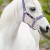 Amigo Headcollar - Grape/Pink/White -Equestrian Sale Store graprpink
