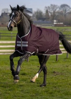 Equestrian Sale Store 13 Amigo Hero Ripstop 50g - Fig