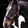 Rambo Padded Headcollar - Black/Tan/Orange -Equestrian Sale Store hwheadcollarblack2rdy