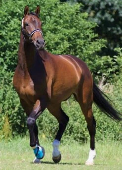 Woof Wear Medical Hoof Boot - Blue -Equestrian Sale Store medicalhoofbootlifestylerdy