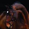 Rambo Micklem Competition Bridle - Brown -Equestrian Sale Store mick2