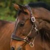 Rambo Padded Headcollar - Witney Gold -Equestrian Sale Store paddedheadcollar