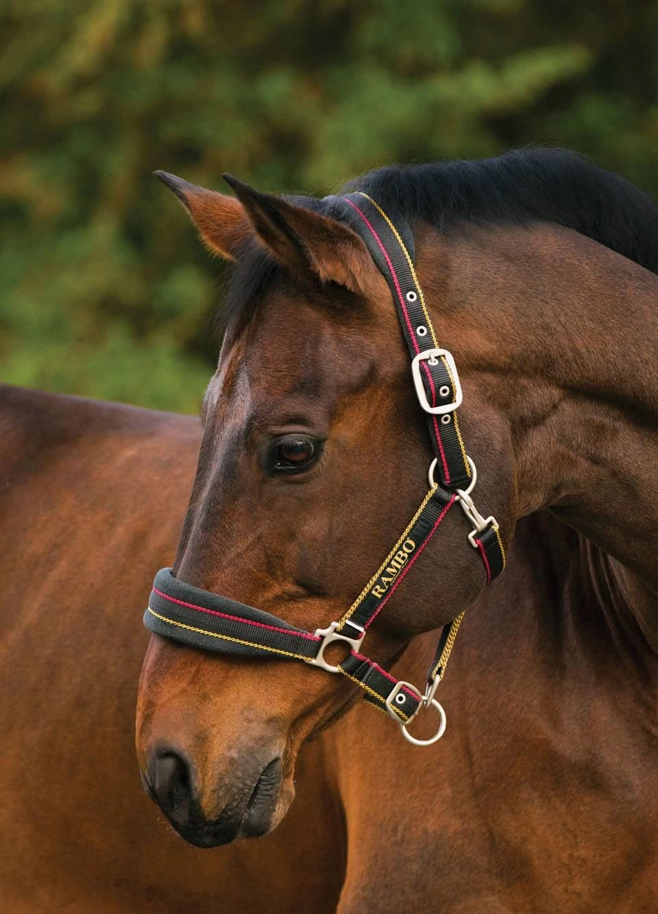 Rambo Padded Headcollar - Witney Gold 3 Rambo Padded Headcollar - Witney Gold