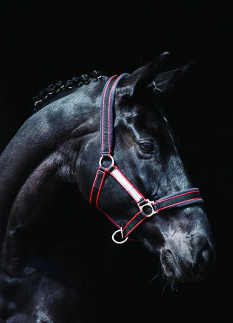 Rambo Padded Headcollar - Witney Cherry 3 Rambo Padded Headcollar - Witney Cherry
