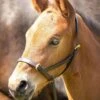Shires Velociti GARA Leather Foal Slip - Havana -Equestrian Sale Store shires gara leather foal slip havana 1rdy