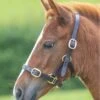 Shires GARA Adjustable Leather Headcollar - Havana -Equestrian Sale Store shires leather headcollar havana 1rdy