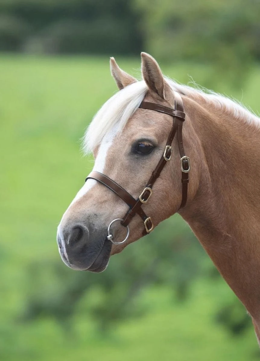 Shires Velociti GARA Plain Inhand Bridle - Havana 3 Shires Velociti GARA Plain Inhand Bridle - Havana