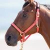 Shires Topaz Nylon Headcollar - Orange -Equestrian Sale Store shires topaz headollar orange 1rdy