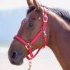 Shires Topaz Padded Headcollar - Red 1 Shires Topaz Padded Headcollar - Red -Equestrian Sale Store topazhcred.rdy